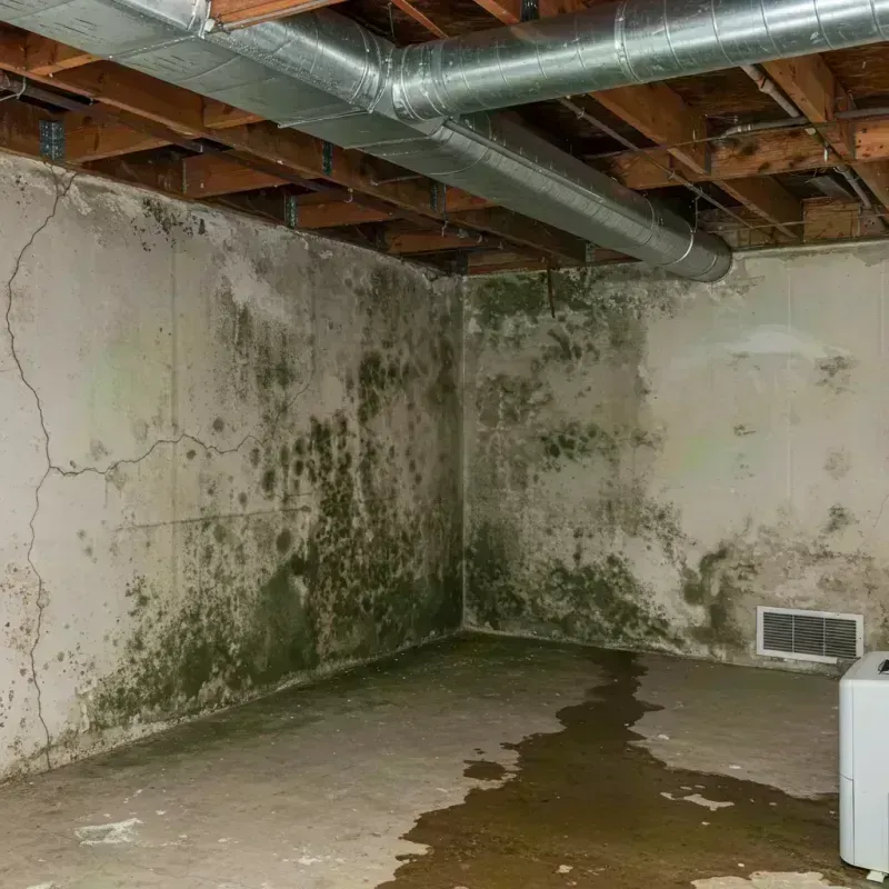 Professional Mold Removal in Washington Park, IL